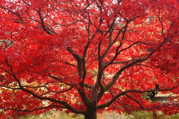 parrotia persica (1)
