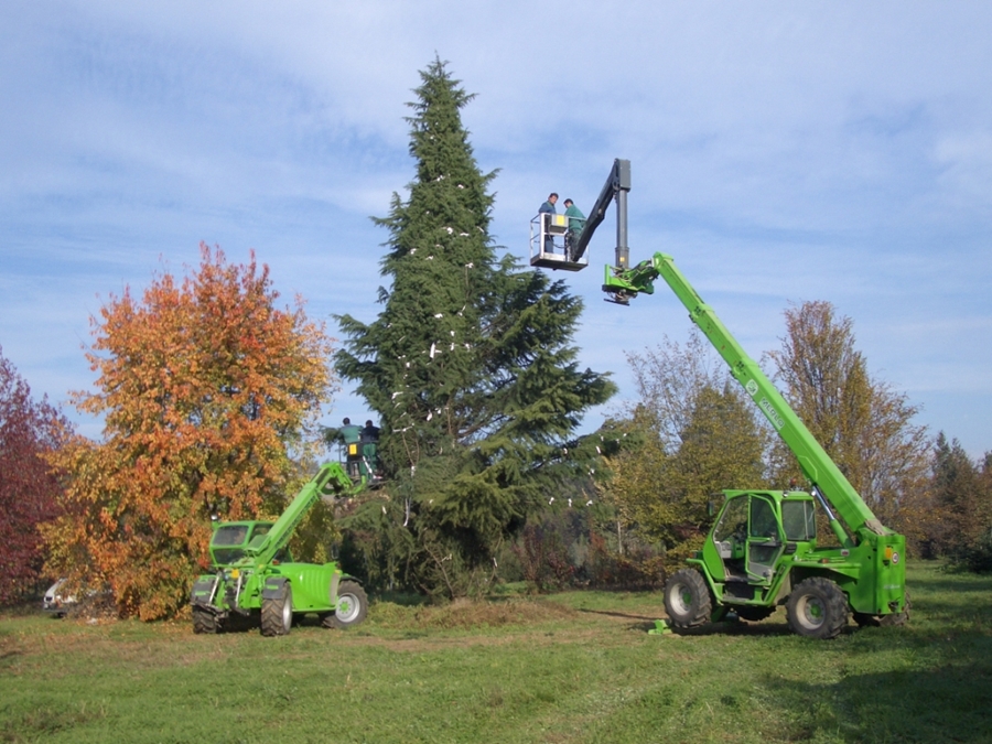 cedrus trionfo azzurro