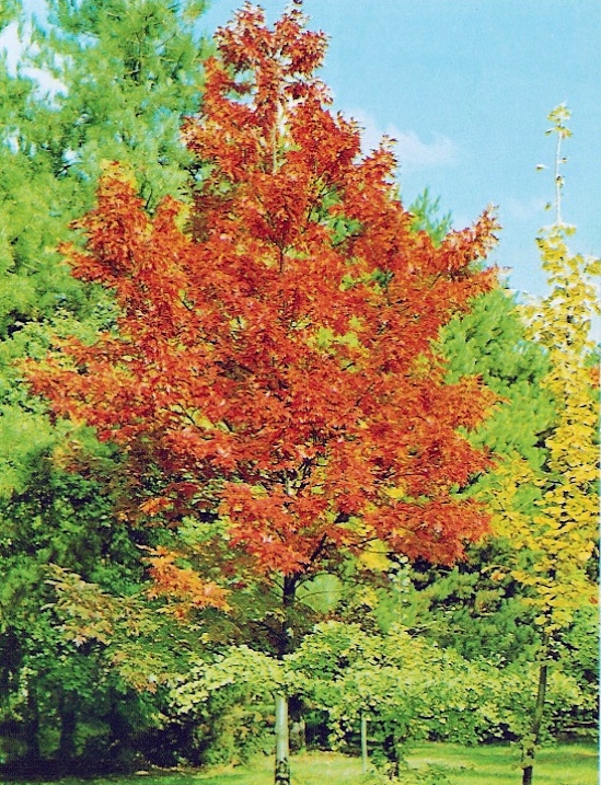 quercus x mauri